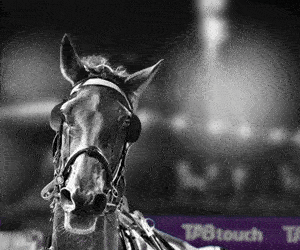 Tabtouch harness Racing