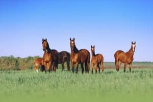 horses in field 3 e1532612519667