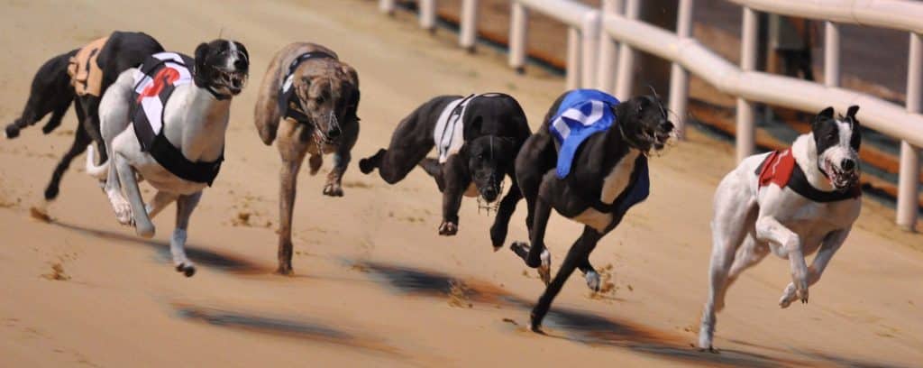 GreyHound2