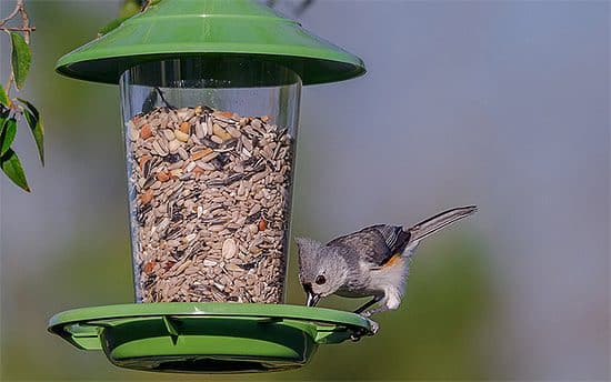 bird feed