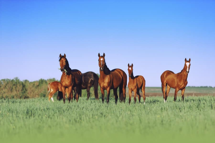 horses in field 3 e1532612519667